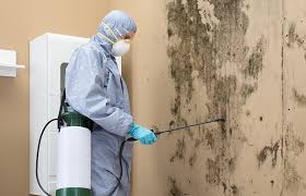 Best Basement Mold Removal  in Rosharon, TX